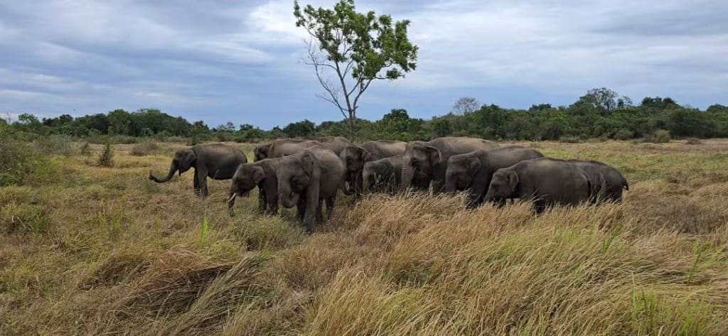 A large elephant herd on an open grassy plain at Gal Oya Park