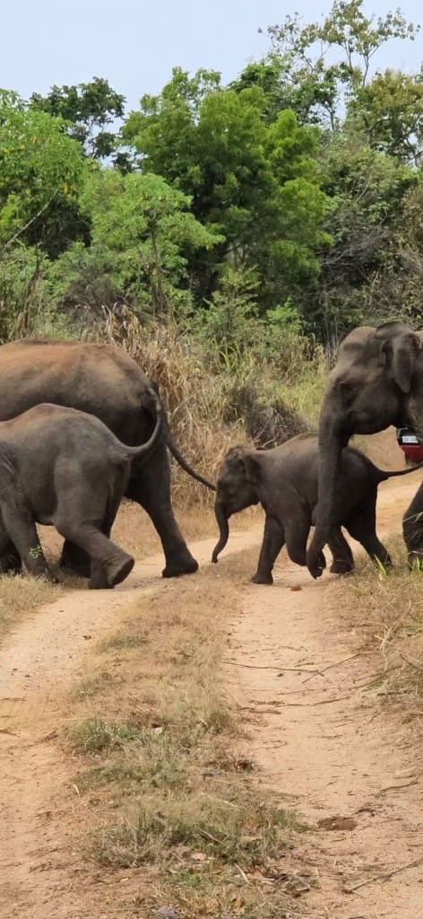 Elephants crossing a dirt safari track in Hurulu Eco Park