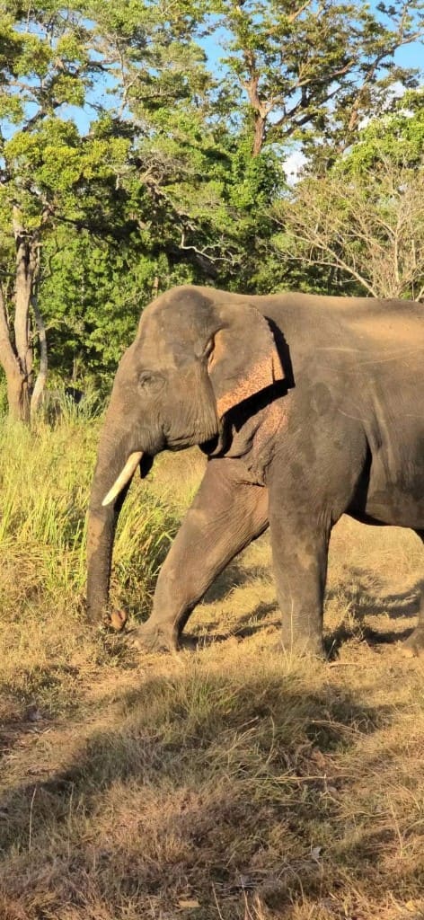 A tusker walking through grassland at the edge of Hurulu Eco Park