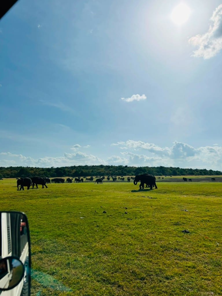 Wild elephant herd in Kaudulla seen from inside a safari vehicle