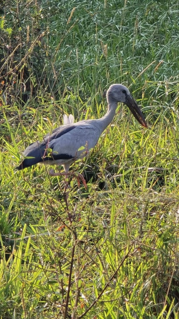 An Asian openbill stork standing in tall grass in Kaudulla National Park