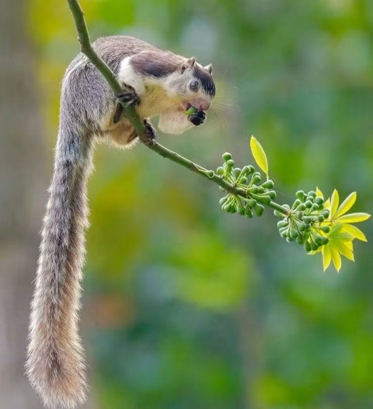 A grizzled giant squirrel on a flowering branch in Kaudulla National Park