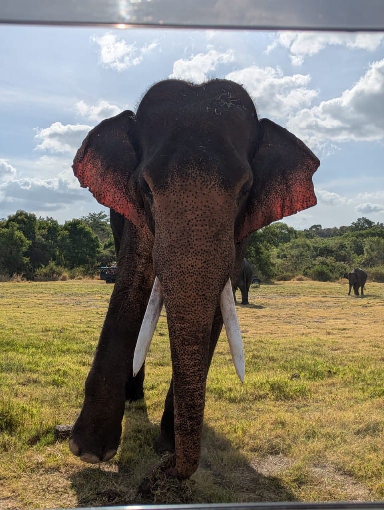 Close view of a Minneriya tusker seen from a safari jeep
