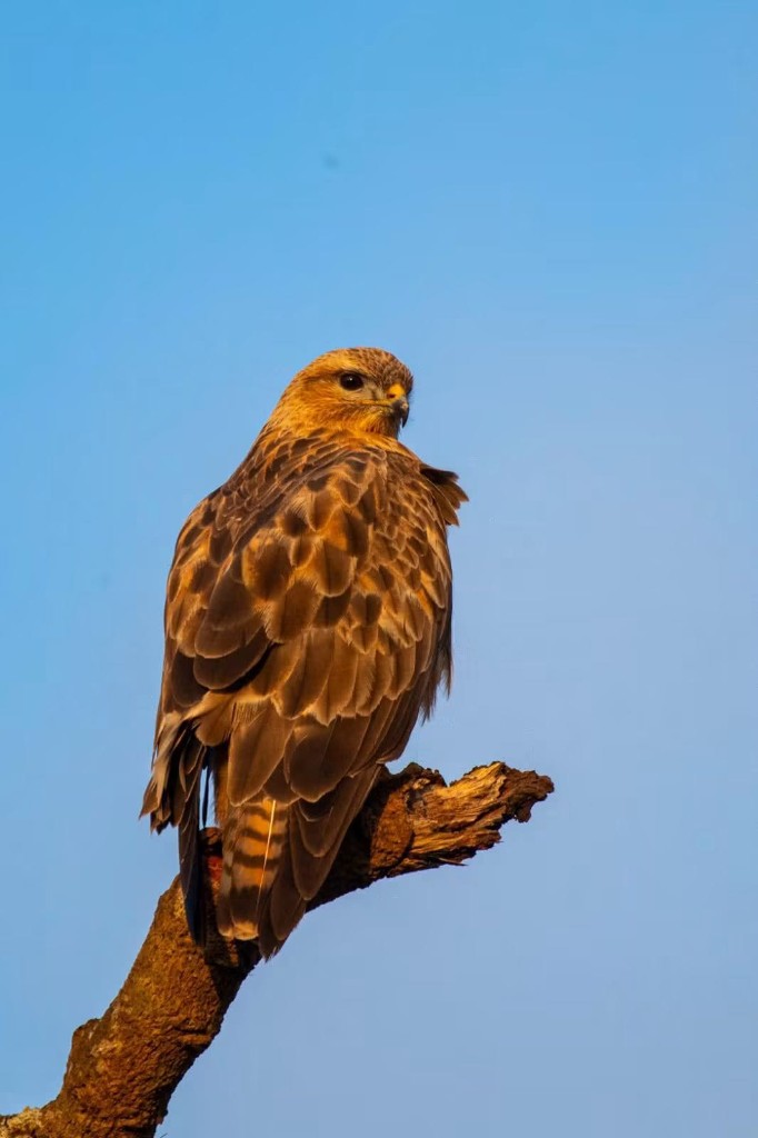 A hawk perched on a branch against blue sky in Minneriya National Park