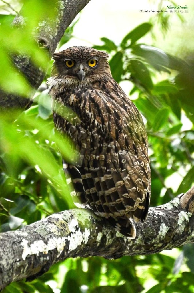 A brown fish owl perched on a mossy branch in Minneriya National Park