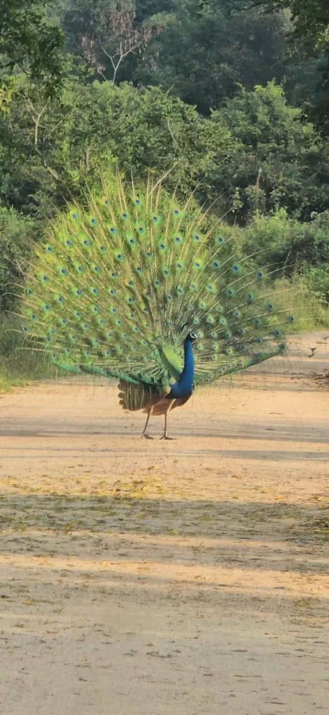 An Indian peafowl displaying its tail on a track in Minneriya National Park