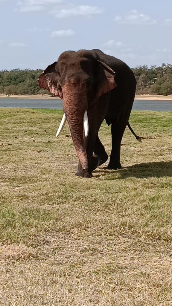 A tusker walking toward the camera across grassland in Minneriya