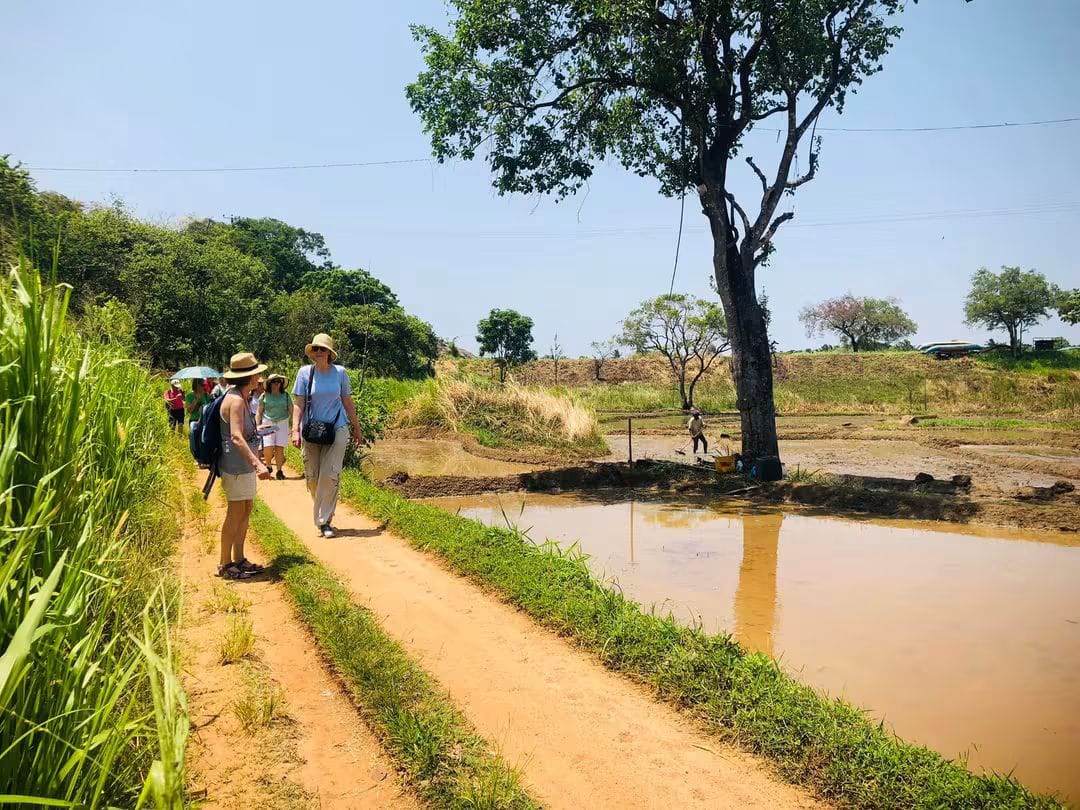 Guests walking a village path beside paddy fields near Habarana